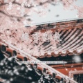 灼夭、鹿丸Shika - 梅香如故