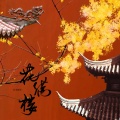 白木择生 - 花满楼