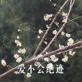 九妹 - 没有人可以像你 (Remix)