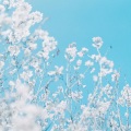 Hideyuki Hashimoto - april