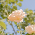 JessG_ - Blueming
