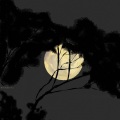 马也_Crabbit - 收敛