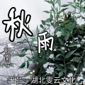 祁南兮 - 秋雨
