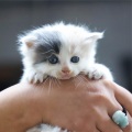 Music For Cats、Pet Care Music Therapy、Music for Resting Cats - Relaxed Sunday