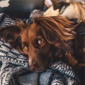 Music for Dog's Ear、Music For Dogs、Relaxing Music for Dogs - Calming Mood