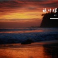 N.E. - 枯叶蝶