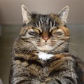 Cat Music、Music For Cats、Official Pet Care Collection - Ambient Peace
