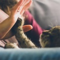 Music For Cats、Jazz Music Therapy for Cats、Cats Music Zone - Deep Dreams