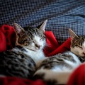 Music For Cats、Cat Music Dreams、Music for Relaxing Cats - Away and Beyond