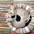 Music For Cats、Cat Music、Pet Care Club - Searching Glory