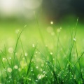 Relajación、Rain Drops for Sleep、Unforgettable Paradise SPA Music Academy - Heavy Droplets & Birds