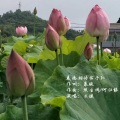么健 - 美德相传佑子孙