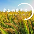 陈燕妮 - 爱在稻花香里