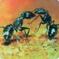 成集成 - 第26集 八年级上册生物知识点47-54基因