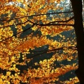 Joseph Jacobs - Through Autumn Eyes