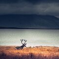 Yoga Music、Deep Sleep、Relaxing Music - Relaxing Moods