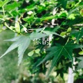 英子、虞姬 - 让我们晚一点相遇
