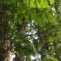 英子、虞姬 - 开心的事要告诉妈妈