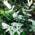 英子、虞姬 - 不良反应