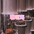 小淼 - 盛夏的果实 (失恋版)