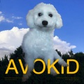 avokid - sweet dream