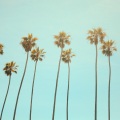 Lunis、Michelle Phillips、Besomage、Bran、john phillips - California Dreaming