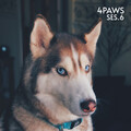 Sleeping Music For Dogs、Dog Music Collective、Cat Music - Relaxing Music for Cats and Dogs Pt. 9