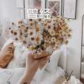 糖妹 - 风中的云