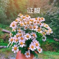 夏风 - 最炫民族风