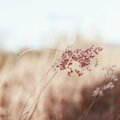 Musica Para Dormir、Musica Relajante New Age Culture、Sonidos De Truenos y Lluvia - Aventuras Mentales