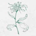 金银 - flos