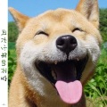 瓜 - 风犬少年的天空