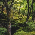 Deep Sleep、Spa Music Relaxation、Yoga Music - Halo