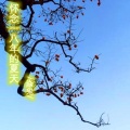 焱鬼 - 怀念一八年的夏天