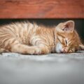 Cat Music Therapy、Music for Cats Deluxe、Calm Music for Cats - Healing Spells