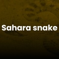 Zbot - Sahara Snake