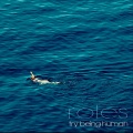 Roles - Try Being Human