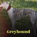 Maxi Millian、Maximillian - Greyhound