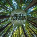 Relaxing Music Oasis - Tranquil Climate