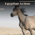 Jean Pascal Vielfaure - Egyptian Action