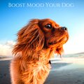 Pet Care Club - Perfect Harmony
