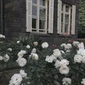 陈洛菲 - 都市丽人生存报告