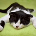 Sleep Repeat、Baby Sleep Music、Musica Relajante Para Dormir - Loopable Deep Sleep Sounds