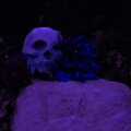 Dead Silence Media、Zerques、croptop、Sage Stone、ProdByYokai、Frenzy、its kobi - The 812 Cypher (feat. Zerques Sage Stone CROPTOP its kobi ProdByYokai & Frenzy)(Explicit)