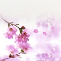 莫小博 - 花落再无我