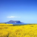 鹏鹏i - 即兴
