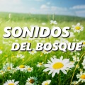 Sonido Relajante - Sonidos Del Bosque