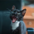 Music For Cats、Cat Music Dreams、Calm Music for Cats - Gentle Sleep Music