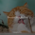 Jazz Music for Cats、Music for Cats Deluxe、Cat Music - Calm Down