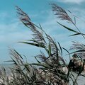 Nature Sound Series、Nature & Sounds Backgrounds、SPA - Sleep Time